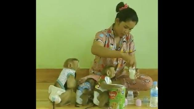 Watch: Woman feeds monkey babies using a milk bottle. Video amazes