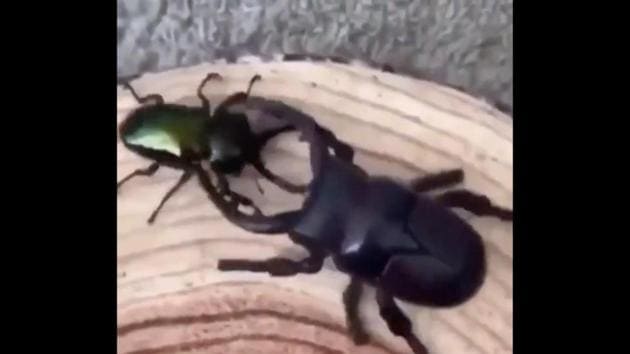 The image shows a real-life and a robot beetle.(Twitter/@buitengebieden_)
