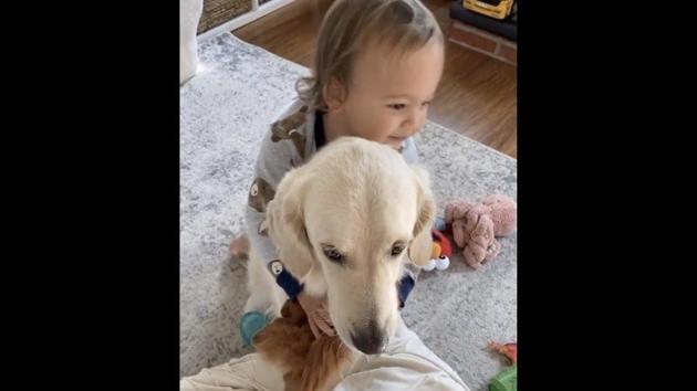 The image shows a dog and a toddler. (Instagram/@harlow_thegolden) The image shows a dog and a toddler. (Instagram/@harlow_thegolden)