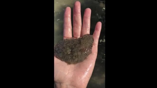 The image shows someone holding a blob-like creature. (Facebook/@Texas Parks and Wildlife) The image shows someone holding a blob-like creature. (Facebook/@Texas Parks and Wildlife)