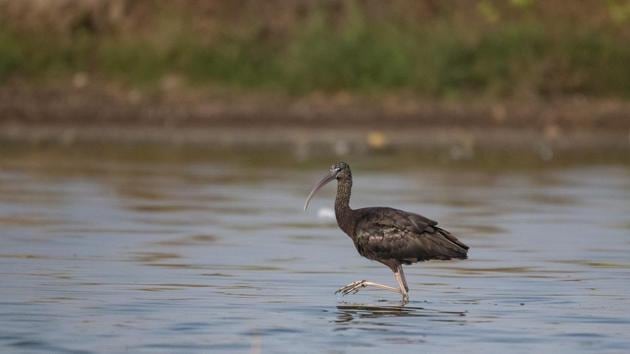 A Glossy ibis is seen at Kumbhargaon near Pune on December 15, 2019. The Glossy ibis are widely distributed across the world and inhabit wetlands, marshes and agriculture lands.They feed on small fish, frogs, snails, insects. (Pratham Gokhale / HT Photo)