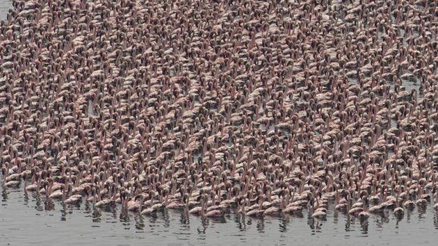 A flock of flamingos at the Airloli creek in Mumbai on October 10, two years ago. The Mumbai Metropolitan Region is the second-largest flamingo habitat along the west coast after Kutch, Gujarat, according to Bombay Natural History Society,which began monitoring flamingo numbers since May 2018, under a 10-year exercise. (Satish Bate / HT Photo)