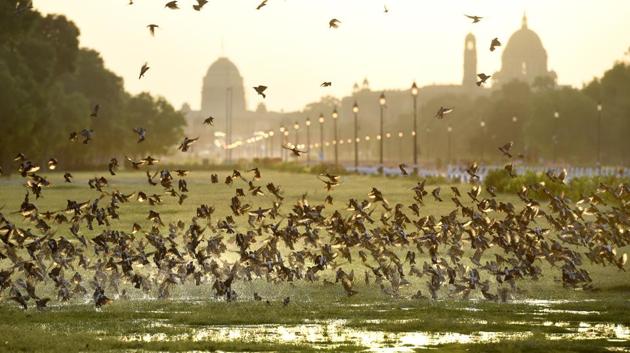 A flock of rosy starlings at Rajpath near India Gate, in New Delhi, on Friday, April 10. The Rosy Starling is a medium-sized perching bird that moves in a large flock, with rapid wing beats. (Arvind Yadav / HT PHOTO)
