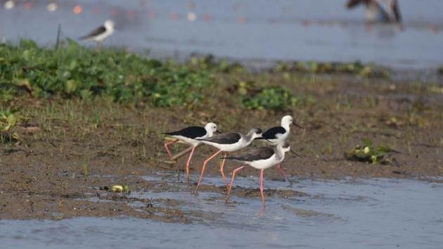 Black-winged stilts at Mangalajodi wetland, a part of Chilika Lake, some 70 kms from Bhubaneswar, Odisha, on January 5, 2020. The black-winged stilt species are distributed in the Indian subcontinent, Asia, Africa, Australia, Europe, North America and South America. (Arabinda Mahapatra / HT Photo)