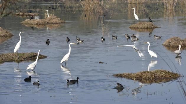 Migratory birds are seen at Sultanpur National Park in Gurugram on January 16, 2018. Migratory birds bring multiple benefits like providing seed dispersal, pollination, pest control and other ecosystem services and functions. (Sanjeev Verma / HT Photo)