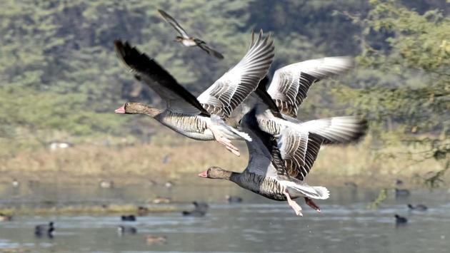 A flock of Greylag geese take flight at Sultanpur National Park in Gurugram on January 16, 2018. The Greylag geese are common visitors to North India’s wetlands in the winter, feeding usually on aquatic weeds and grass. (Sanjeev Verma / HT Photo)