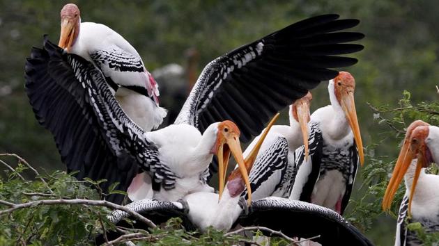 A flock of Painted storks spotted at Delhi Zoo in New Delhi on September 22, 2015. Though largely non migratory, painted storks have been known to migrate to west Burma. (Virendra Singh Gosain / HT photo)