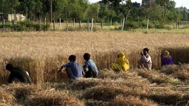 The agriculture ministry has also prepared a comprehensive action plan towards promotion of agri trade. (HT File Photo) The agriculture ministry has also prepared a comprehensive action plan towards promotion of agri trade. (HT File Photo)