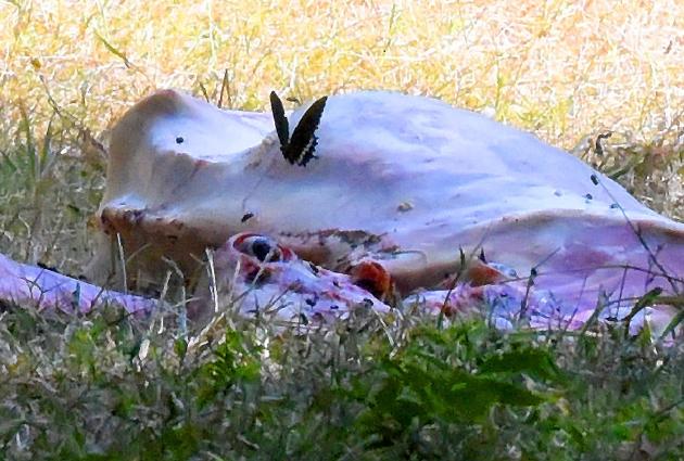 A Common Mormon butterfly picks salts from a goat carcass at Pinjore.(PHOTO: VIKRAM JIT SINGH) A Common Mormon butterfly picks salts from a goat carcass at Pinjore.(PHOTO: VIKRAM JIT SINGH)
