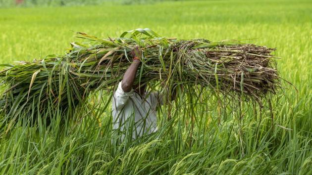 Big farmers’ groups, particularly in Punjab and Haryana, say the Centre’s farm reforms could pave the way for the dismantling of the MSP system and that deregulation will leave them vulnerable to powerful agribusinesses and in an even weaker negotiating position than before.(AP File)
