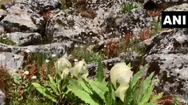 The image shows Brahmakamal flowers.(Twitter/ANI)