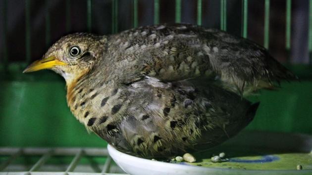 Yellow-footed buttonquail, a ground-dwelling bird, was rescued by members of Aasha The Hope for Animals Welfare Trust from near Sahar police station. (Karan Solanki) Yellow-footed buttonquail, a ground-dwelling bird, was rescued by members of Aasha The Hope for Animals Welfare Trust from near Sahar police station. (Karan Solanki)
