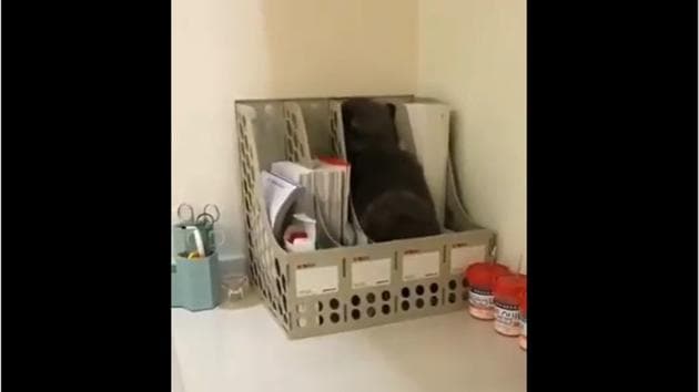 Can you spot the cat? (Reddit/Luchador1916) Can you spot the cat? (Reddit/Luchador1916)
