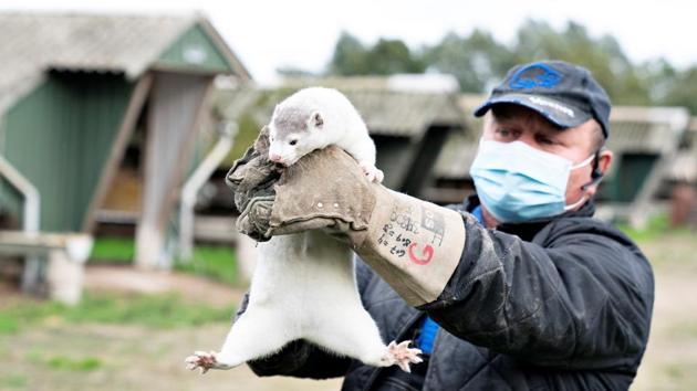 An owner holds up a mink at his farm, amid the coronavirus disease outbreak, in Gjoel, Denmark.(Reuters Photo) An owner holds up a mink at his farm, amid the coronavirus disease outbreak, in Gjoel, Denmark.(Reuters Photo)