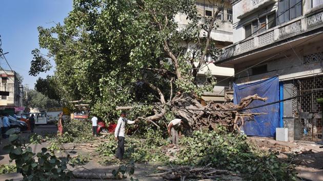 MCD workers clear the road where a sacred fig (Peepal) tree had fallen yesterday evening and damaged few cars in Daryaganj, New Delhi on Friday, October 2, 2020.(Ajay Aggarwal /HT PHOTO) MCD workers clear the road where a sacred fig (Peepal) tree had fallen yesterday evening and damaged few cars in Daryaganj, New Delhi on Friday, October 2, 2020.(Ajay Aggarwal /HT PHOTO)