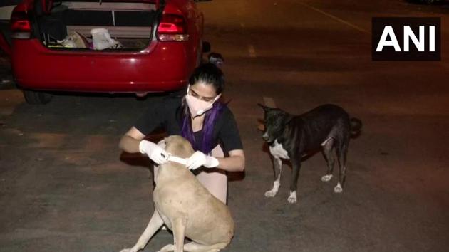 how to keep stray dogs away from car