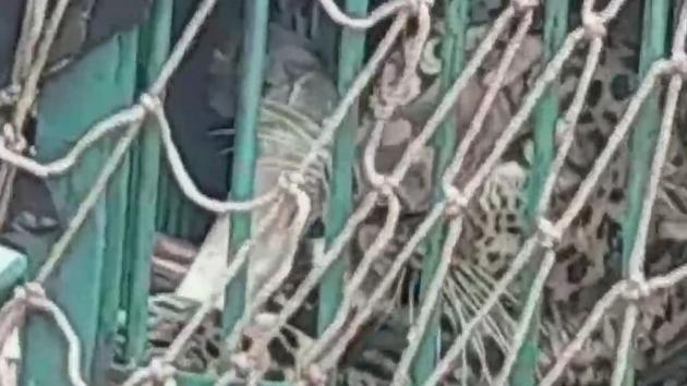 The image shows the captured leopard.(ANI)