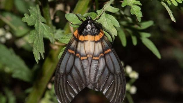 The rare day-flying moth, Achelura bifasciata, sighted in Devalsari region in Uttarakhand.(Sanjay Sondhi/HT Photo)