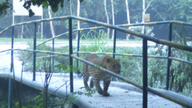The leopard was captured in trap cameras installed at the NTPC plant area.(ANI)