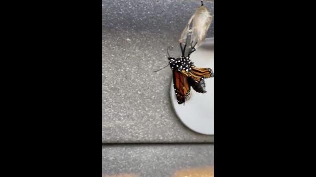 The image shows a butterfly coming out of its chrysalis. (Twitter/@brocognizant) The image shows a butterfly coming out of its chrysalis. (Twitter/@brocognizant)