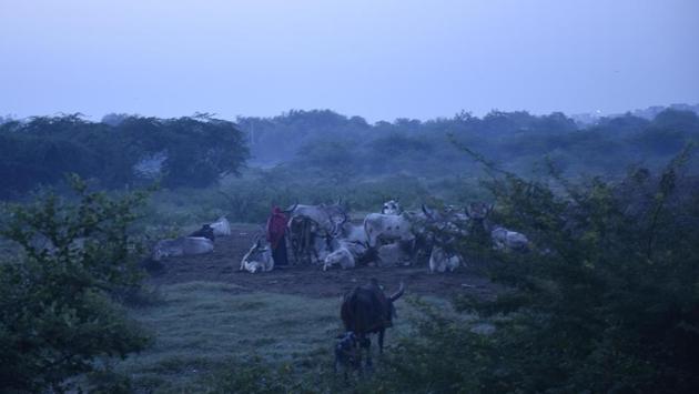 A herd of cattle seen amid mild haze on the outskirts of Dwarka in New Delhi on October 9. In view of air quality in Delhi-NCR hitting ‘poor’ level, a Supreme Court mandated body on October 8 announced implementation of the Graded Response Action Plan (GRAP) from October 15 and a ban on the use of diesel generators, except for essential and emergency services in Delhi and neighbouring areas. (Vipin Kumar / HT Photo)