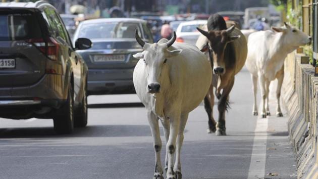 The accident that killed three woman on the highway to Delhi was caused while saving stray cattle wandering on a highway.(HT Photo)