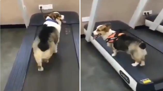 The video shows both canines on treadmills. Yet what they’re doing is quite different. (Twitter/@Anand Mahindra) The video shows both canines on treadmills. Yet what they’re doing is quite different. (Twitter/@Anand Mahindra)