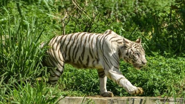 A white tiger at the Assam State Zoo in Guwahati. At present, the zoo has 8 tigers, 3 lions, 26 leopards and other small cats like leopard cat, jungle cat etc.(ASSAM STATE ZOO.) A white tiger at the Assam State Zoo in Guwahati. At present, the zoo has 8 tigers, 3 lions, 26 leopards and other small cats like leopard cat, jungle cat etc.(ASSAM STATE ZOO.)