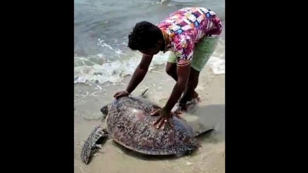 The image shows the Macrocephaly turtle being released into the sea.(ANI)