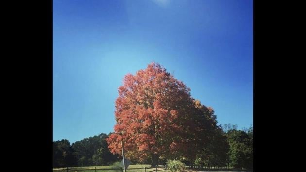 The image shows a tree.(Instagram/@chrisevans) The image shows a tree.(Instagram/@chrisevans)