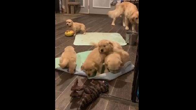 this video of a puppy-vasion is something that will lift your mood instantly.(Instagram/@waterfrontgoldens)