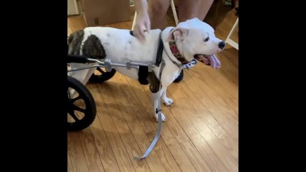 The image shows a doggo named Pigeon. (Screengrab) The image shows a doggo named Pigeon. (Screengrab)