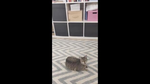 The image shows a cat. (Reddit/@UzumakiTaicho) The image shows a cat. (Reddit/@UzumakiTaicho)