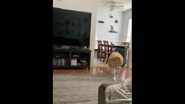 The image shows a dog with a basket on its head. (Reddit/@Stackleback1984) The image shows a dog with a basket on its head. (Reddit/@Stackleback1984)