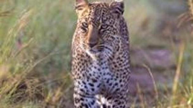 The Forest Department has set up traps to catch the leopard. (Getty Images) The Forest Department has set up traps to catch the leopard. (Getty Images)