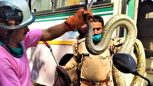 Forest officials are rescuing a python that was hiding in the engine of a roadway bus in Uttarakhand’s Rudrapur.(HT Photo)