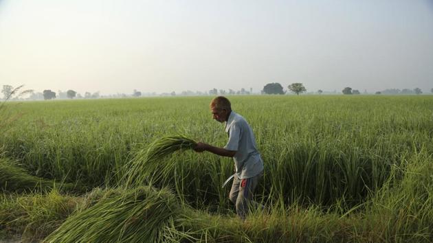 An Indian farmer gathers fodder to feed cattle at Ranbir Singh Pura, on the outskirts of Jammu, India. (AP) An Indian farmer gathers fodder to feed cattle at Ranbir Singh Pura, on the outskirts of Jammu, India. (AP)