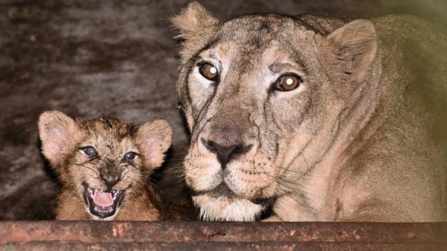A lioness with her 3-month-old cub (Simba) inside its enclosure At the Assam State Zoo-and-Botanical Garden, in Guwahati.(ANI)