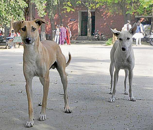 Only 500 dogs have been sterilised in six months after the lockdown was announced. (HT file) Only 500 dogs have been sterilised in six months after the lockdown was announced. (HT file)