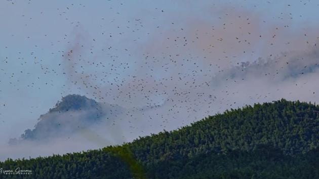 Tamenglong forest skyline in Manipur covered with groups of Amur falcons arriving for their annual inter-continental journey. (HT Photo) Tamenglong forest skyline in Manipur covered with groups of Amur falcons arriving for their annual inter-continental journey. (HT Photo)