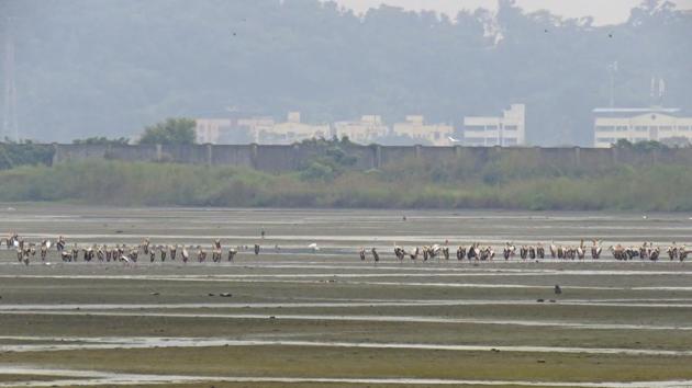 Panje is a destination for thousands of migratory birds and an ecologically sensitive area where countless ornithologists and bird enthusiasts have been gathering over the years. (HT file) Panje is a destination for thousands of migratory birds and an ecologically sensitive area where countless ornithologists and bird enthusiasts have been gathering over the years. (HT file)