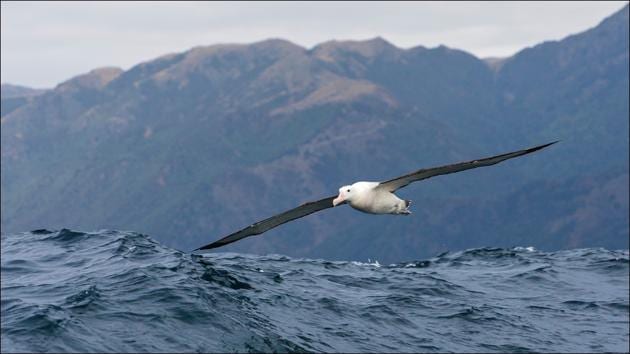 Plastic found in nesting areas of seabirds alerts about rising pollution in South Pacific Ocean (Twitter/weird_sci) Plastic found in nesting areas of seabirds alerts about rising pollution in South Pacific Ocean (Twitter/weird_sci)