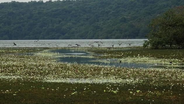 The almost 500-year-old heritage Dhamapur Lake.(Photo: Sindhudurg Wetland Brief Documentation Committee) The almost 500-year-old heritage Dhamapur Lake.(Photo: Sindhudurg Wetland Brief Documentation Committee)