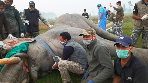 A 35-year-old elephant being radio-collared in Haridwar forest division in Uttarakhand.(HT Photo)