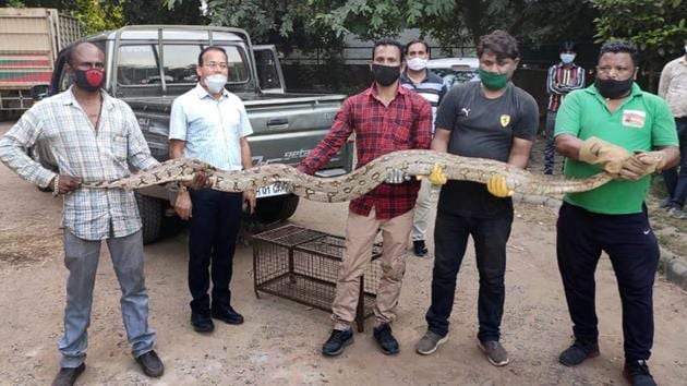 Forest department officials with the python that was caught near the Lake Club in Chandigarh on Wednesday(HT Photo)