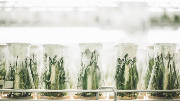 There are two kinds of photosynthesis: C3 and C4. Most food crops depend on C3 photosynthesis where carbon is fixed into sugar inside cells called ‘mesophyll’ where oxygen is abundant. (Representational Image)(Unsplash) There are two kinds of photosynthesis: C3 and C4. Most food crops depend on C3 photosynthesis where carbon is fixed into sugar inside cells called ‘mesophyll’ where oxygen is abundant. (Representational Image)(Unsplash)