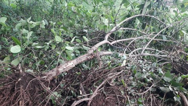 Trees felled at the scrapped zoo site. (Aarey Conservation Group) Trees felled at the scrapped zoo site. (Aarey Conservation Group)