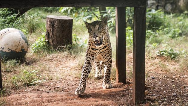 Cops recover mauled body of boy carried away by leopard