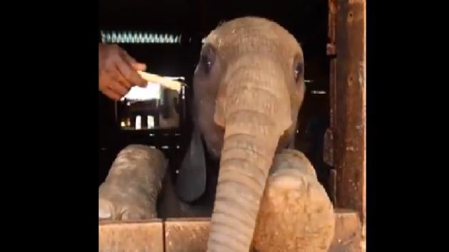 The image shows Roho the baby elephant. (Twitter@SheldrickTrust) The image shows Roho the baby elephant. (Twitter@SheldrickTrust)