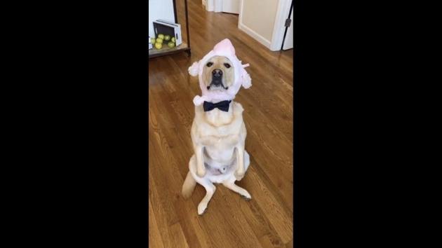 The image shows a dog named Magnus. (Instagram/@magnusthetherapydog) The image shows a dog named Magnus. (Instagram/@magnusthetherapydog)